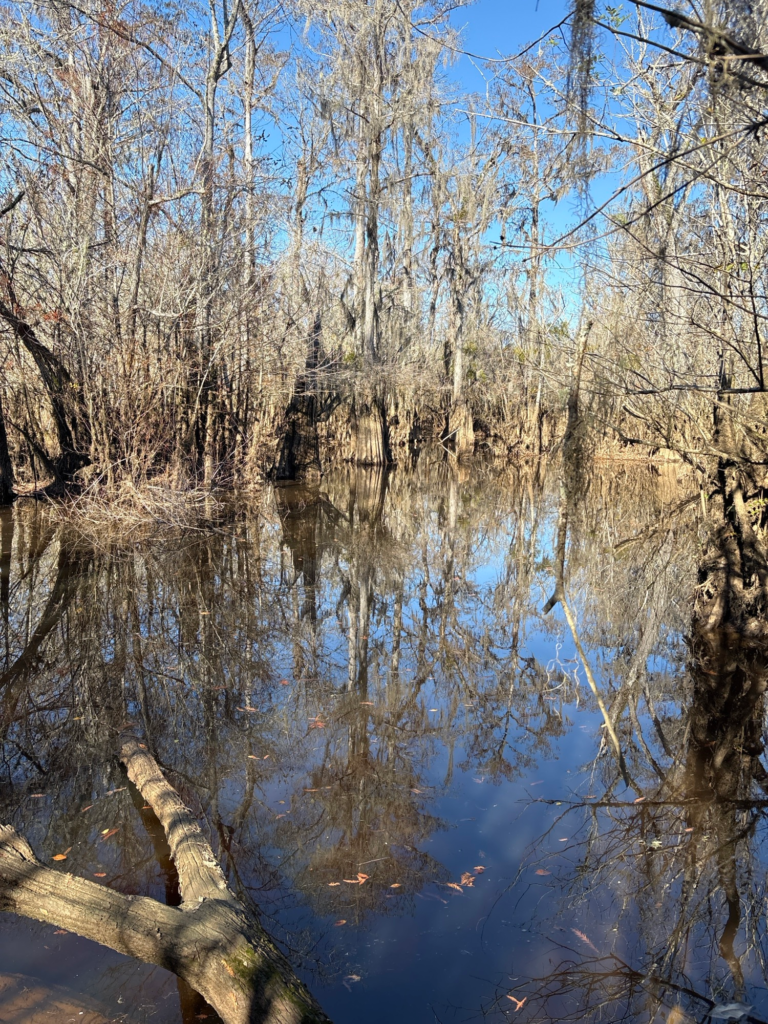 Ducky Public Land Flooded Cypress Hole