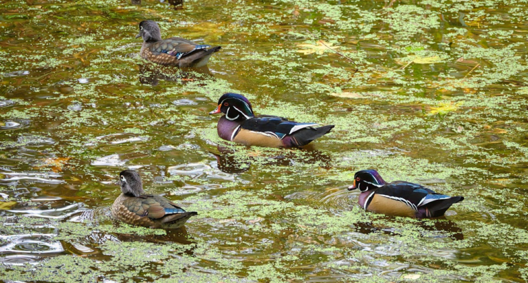Wood ducks in the River