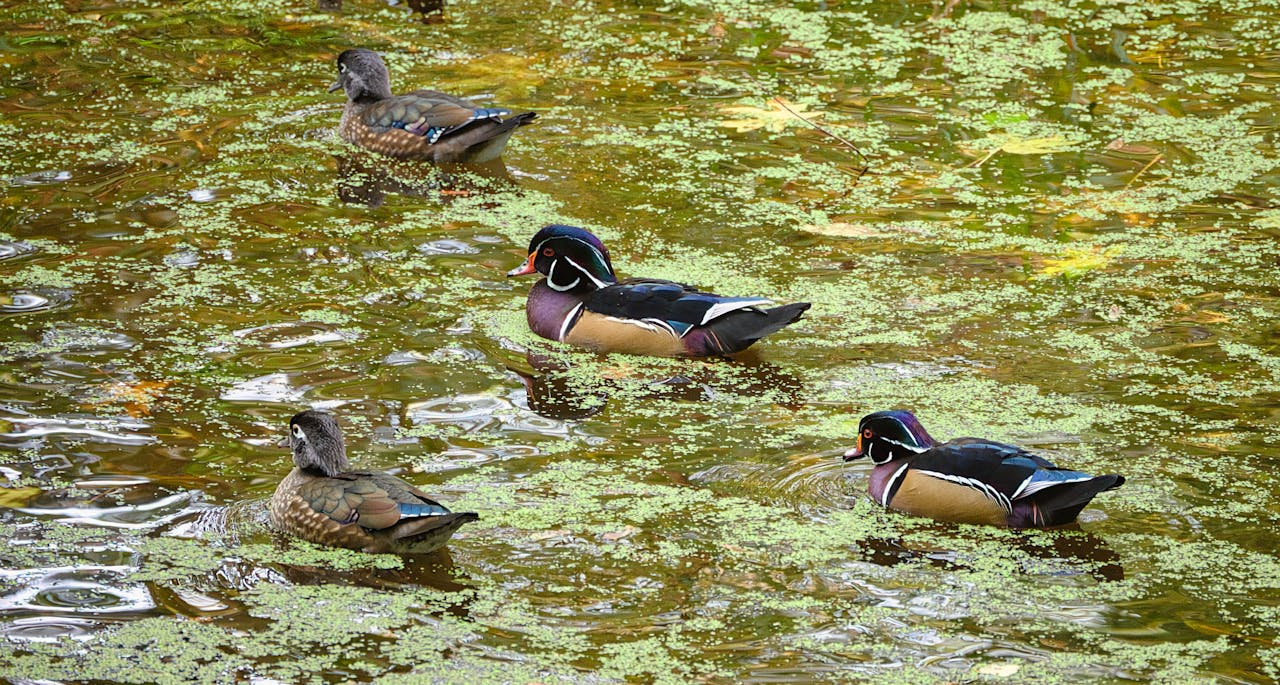 Wood ducks in the River