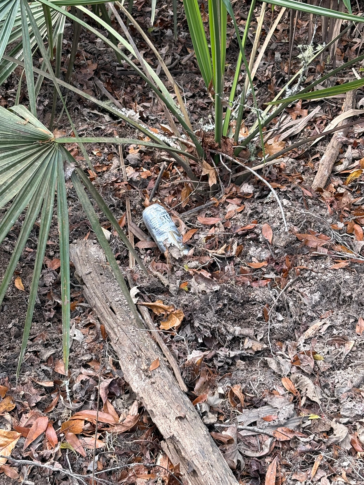 Beer can left as trash